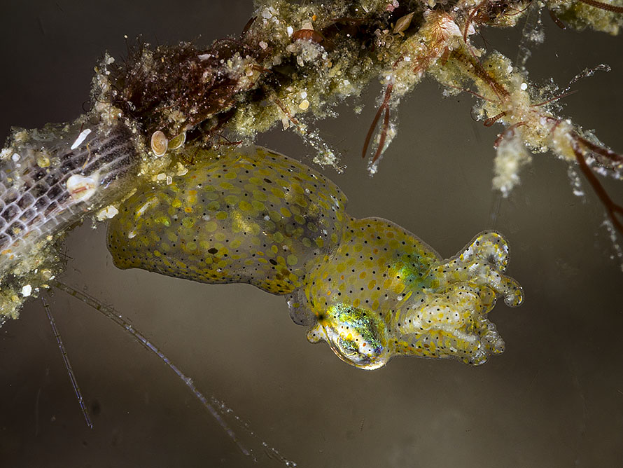 Idiosepius pygmaeus